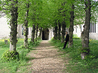 most splendid tree walk to the church